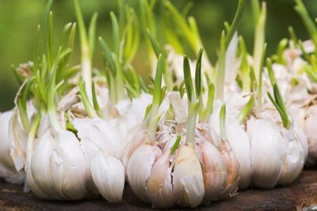 How to boost garlic's already super powers