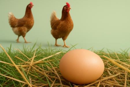 Do you know what the shelf life is for boiled eggs?