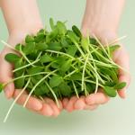 Food of the Future: Sprouts and Microgreens?