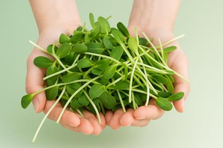 Food of the Future: Sprouts and Microgreens?