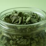 Nettle: a remedy from God that you can find by the forest and that really helps with allergies, rheumatism, and prostate issues