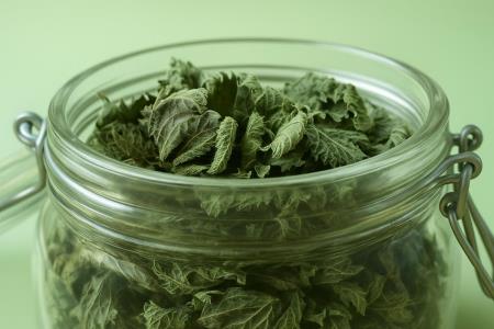 Nettle: a remedy from God that you can find by the forest and that really helps with allergies, rheumatism, and prostate issues