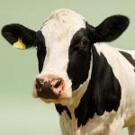 Parmesan, Beer, and Jelly Beans: 7 "Vegetarian" Foods That Secretly Aren't