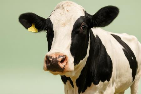Parmesan, Beer, and Jelly Beans: 7 "Vegetarian" Foods That Secretly Aren't