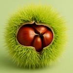 Chestnuts: An Autumn Delight or a Trap for Your Stomach?
