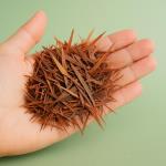 Pine Bark Hides Pycnogenol: The Extract Often Called One of Nature's Most Powerful Antioxidants