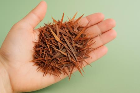 Pine Bark Hides Pycnogenol: The Extract Often Called One of Nature's Most Powerful Antioxidants