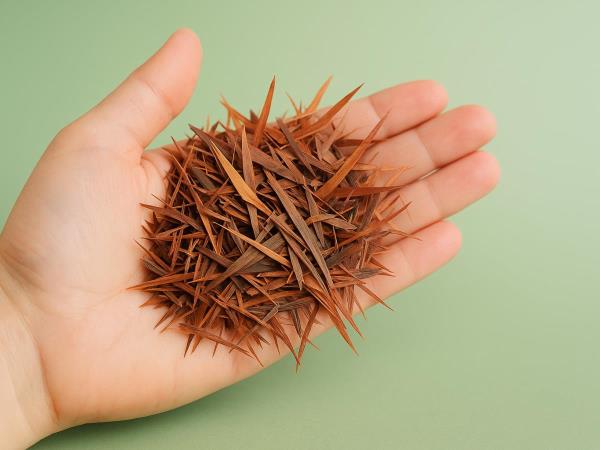 Pine Bark Hides Pycnogenol: The Extract Often Called One of Nature's Most Powerful Antioxidants